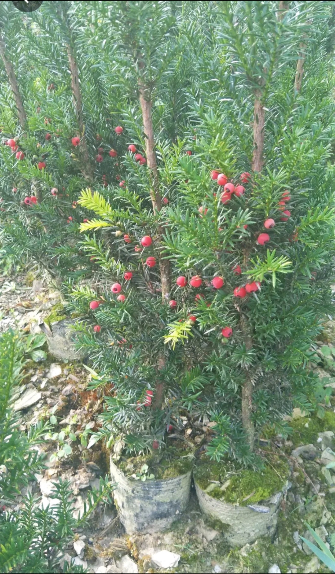 挂果带花蕾杯苗